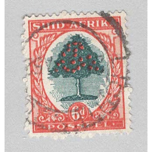 South Africa 61b Orange Tree Used 1  (BP94841)
