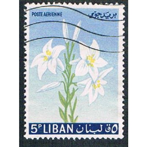 Lebanon C391 Used Lily (BP272)