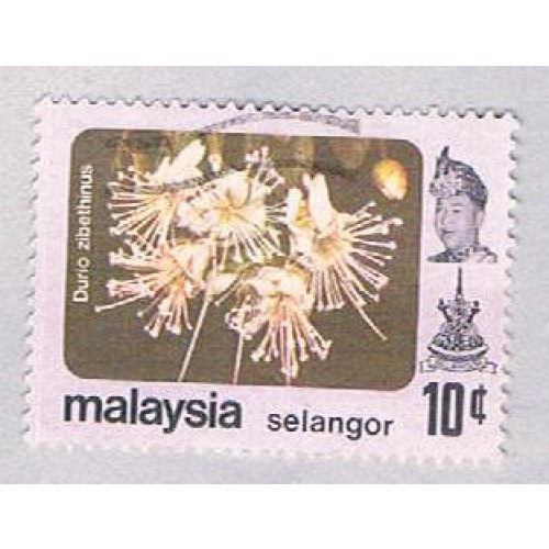 Malaysia Selangor 138 Used Durio zibethinus (BP2469)