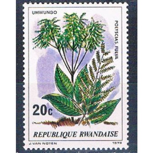 Rwanda 915 Unused Plant Polyscias (R0387)+