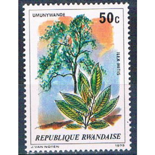 Rwanda 917 Unused Plant Ilex Mitis (R0389)+