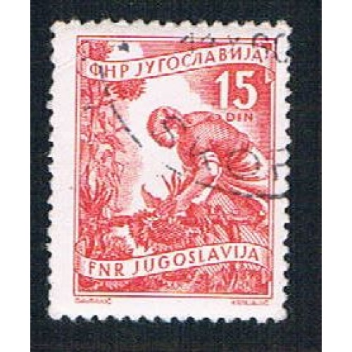 Yugoslavia 384 Used Gathering Sunflowers (BP16027)