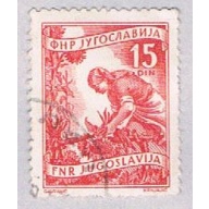 Yugoslavia 384 Used Gathering sun flowers 1953 (BP28223)