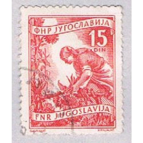 Yugoslavia 384 Used Gathering sun flowers 1953 (BP28223)