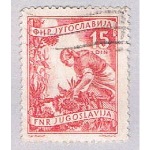 Yugoslavia 384 Used Gathering sun flowers 1953 (BP28224)