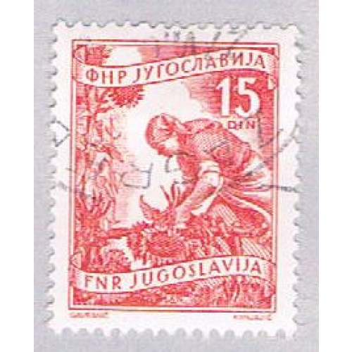 Yugoslavia 384 Used Gathering sun flowers 1953 (BP28225)