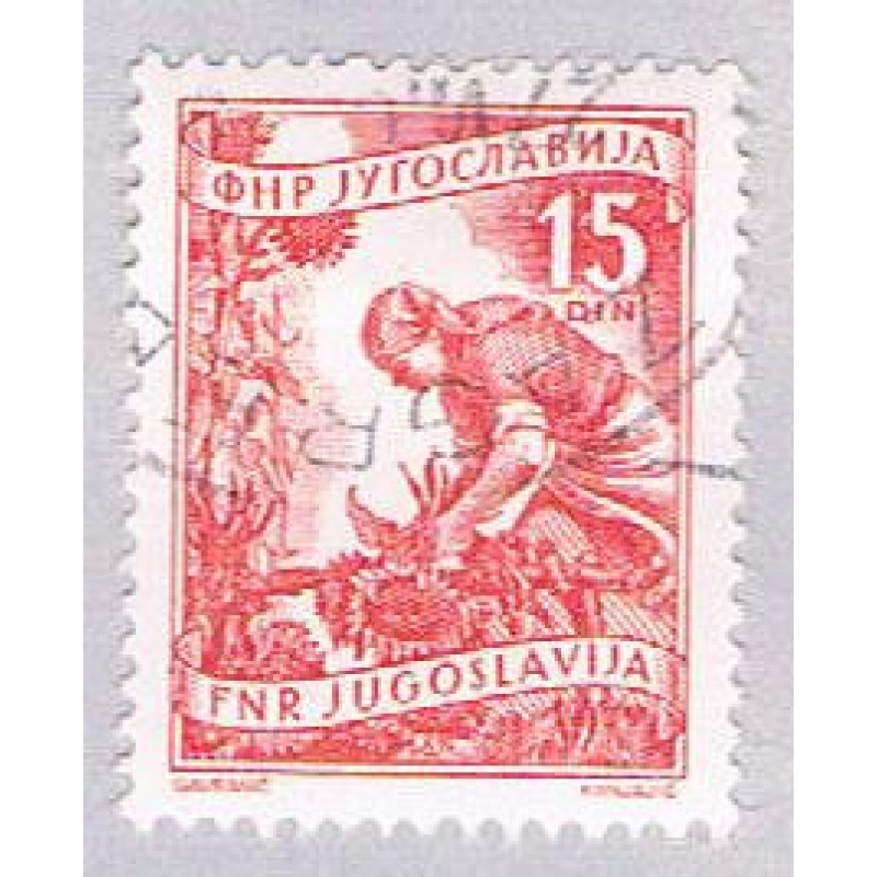 Yugoslavia 384 Used Gathering sun flowers 1953 (BP28225)
