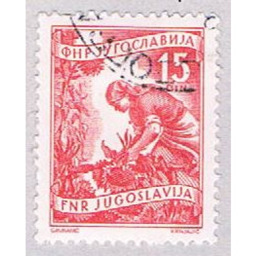 Yugoslavia 384 Used Gathering sun flowers 1953 (BP28226)