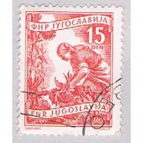 Yugoslavia 384 Used Gathering sun flowers 1953 (BP28227)