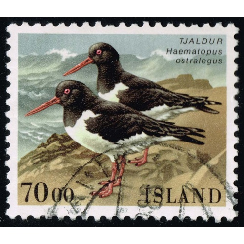 Iceland #644 Oystercatcher Birds; Used |ICE0644-11