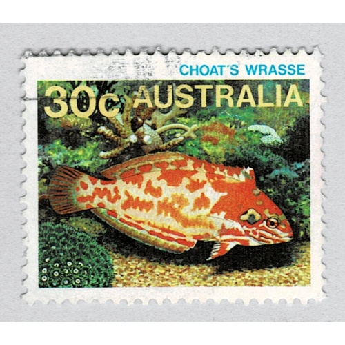 Australia Fish choats Wrasse orange 30  Used (BP89330)
