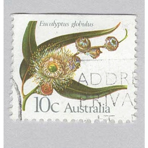 Australia Flower globulus 10  Used (BP90018)