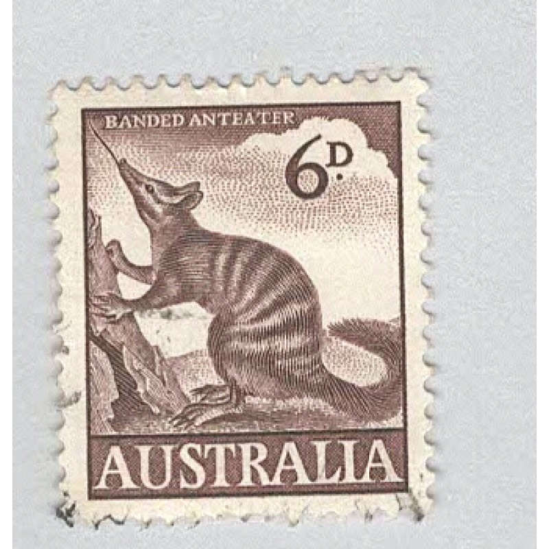 Australia Banded anteater brown 6  Used (BP90035)