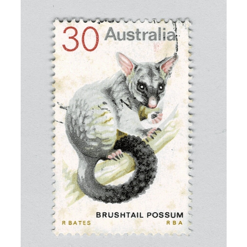Australia Possum white 30  Used (BP90224)