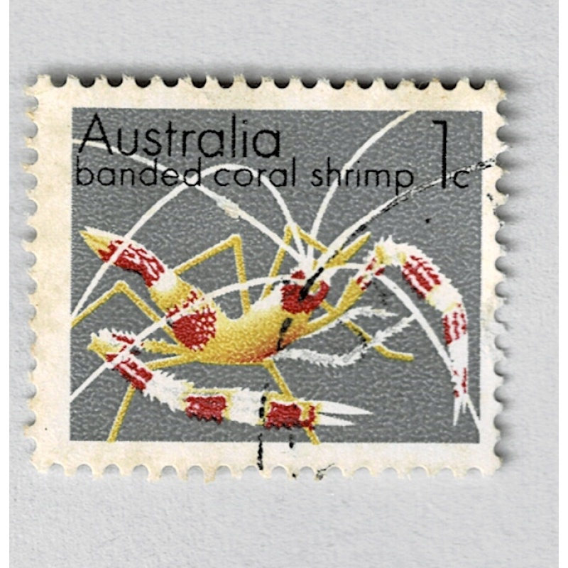 Australia Coral shrimp Gray one Used (BP90922)