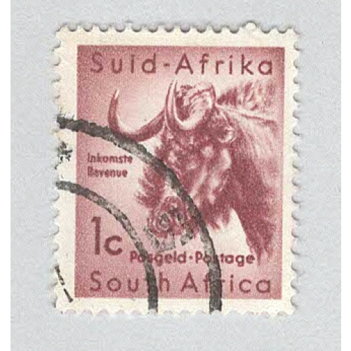 South Africa Wilderbeast Used (BP94512)