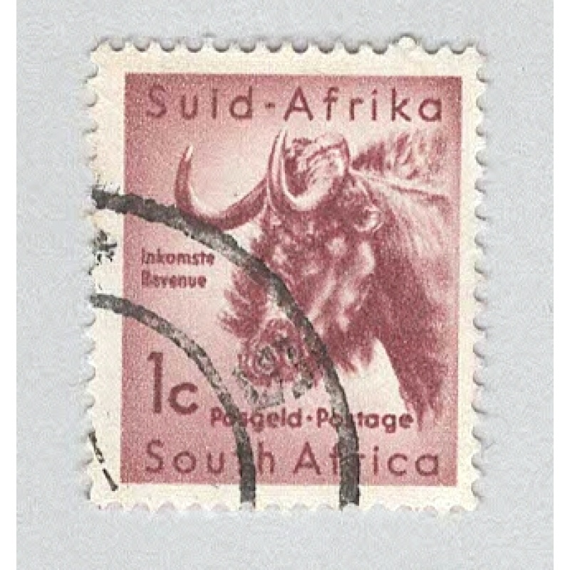 South Africa Wilderbeast Used (BP94512)