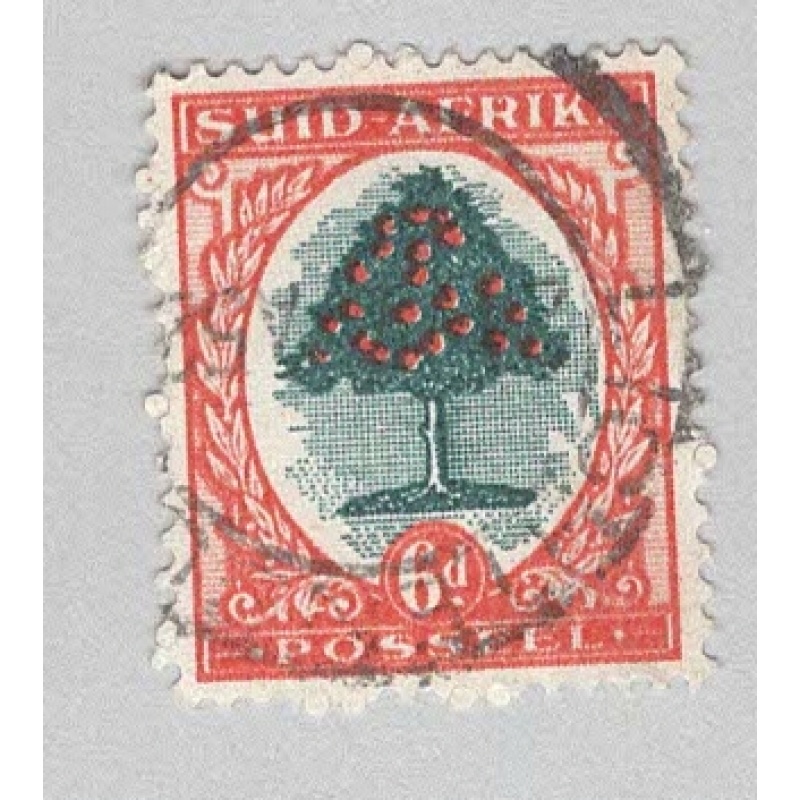 South Africa 61b Orange Tree Used 1  (BP94841)