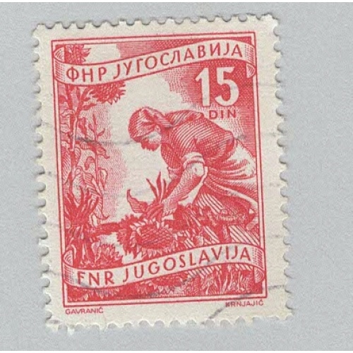 Yugoslavia 347 Gathering Sunflowers Used (BP95106)