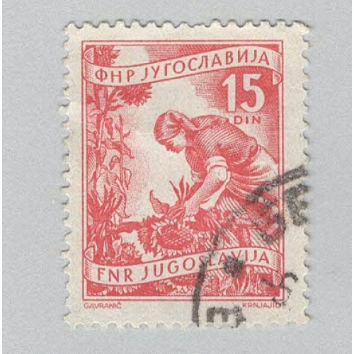 Yugoslavia 384 Gathering Sunflowers Used 1  (BP95201)