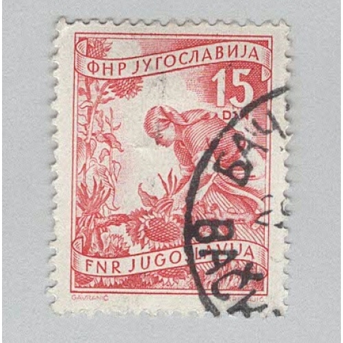 Yugoslavia 384 Gathering Sunflowers Used 3  (BP95203)
