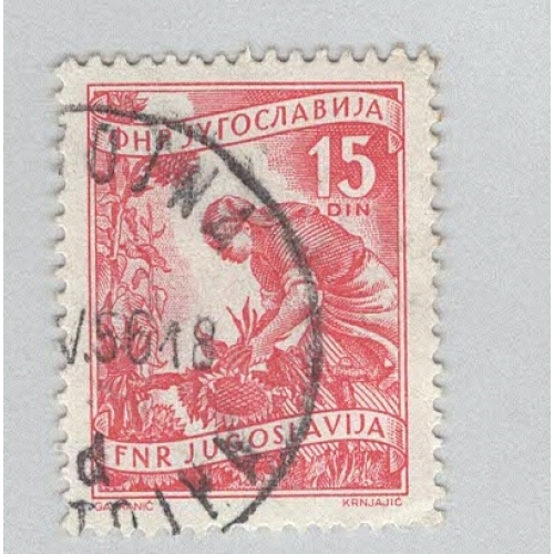 Yugoslavia 384 Gathering Sunflowers Used 1  (BP95204)