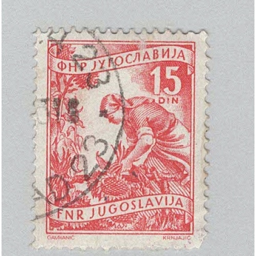 Yugoslavia 384 Gathering Sunflowers Used 3  (BP95206)
