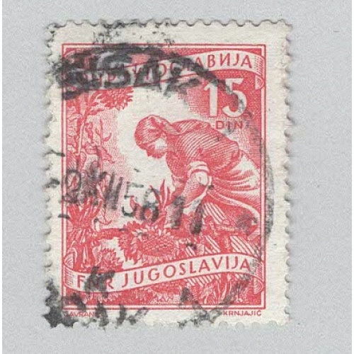 Yugoslavia 384 Gathering Sunflowers Used 1  (BP95207)