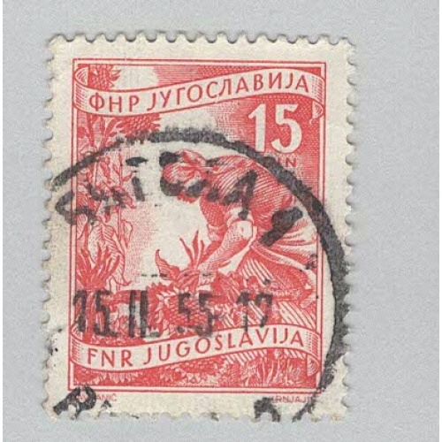 Yugoslavia 384 Gathering Sunflowers Used 2  (BP95208)