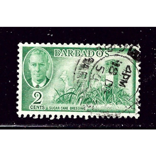 Barbados 217 Used 1950 Sugar Cane Breeding
