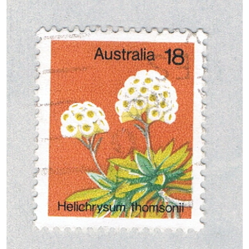 Australia Flower 18 (AP132813)