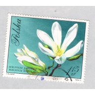 Poland Flower white 115za (AP134805)