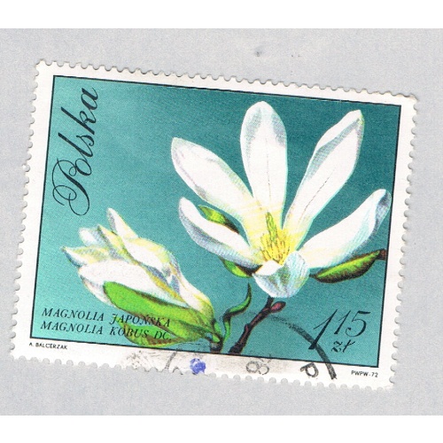 Poland Flower white 115za (AP134805)