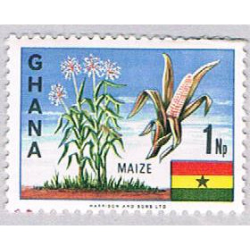 Ghana Maize 1 (AP115335)
