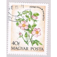 Hungary Flower 40 (AP102903)