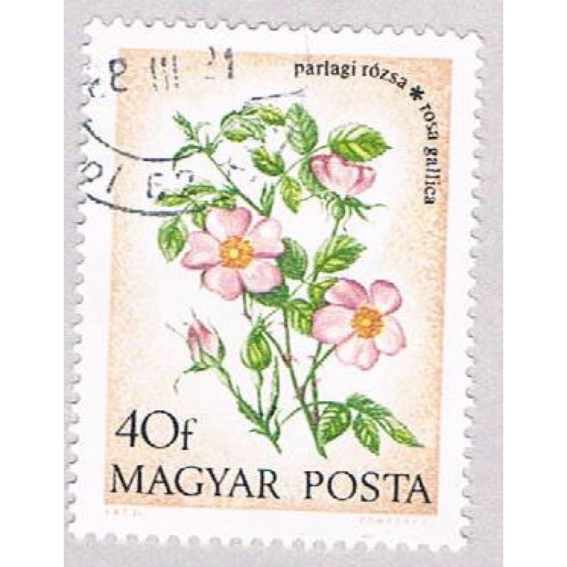 Hungary Flower 40 (AP102903)