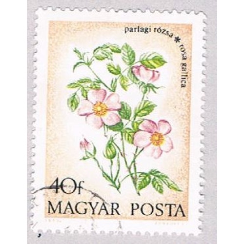 Hungary Flower 40 (AP102905)