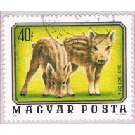 Hungary Piglets 40 (AP112007)