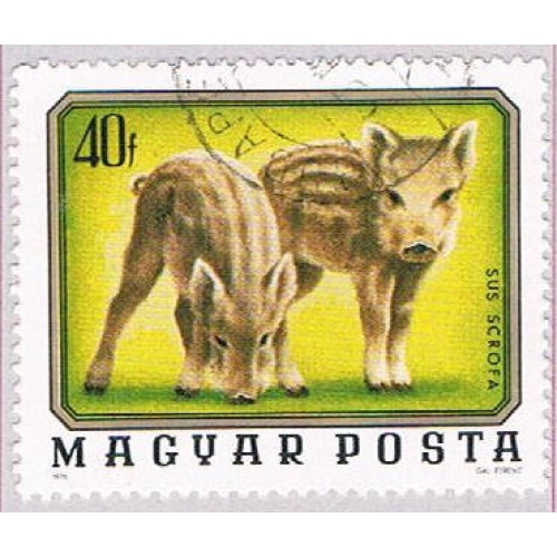 Hungary Piglets 40 (AP112007)