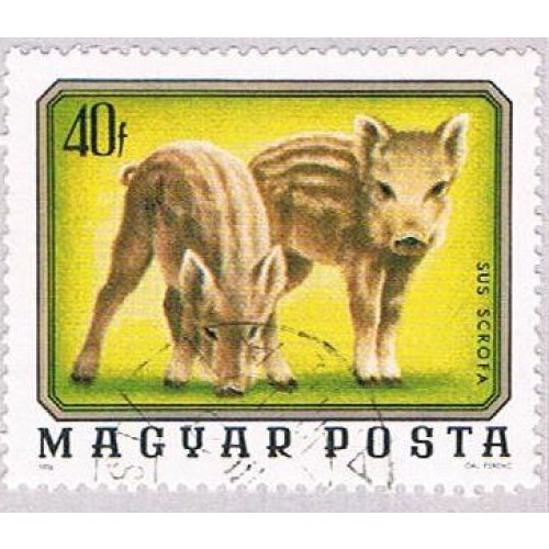 Hungary Piglets 40 (AP112008)