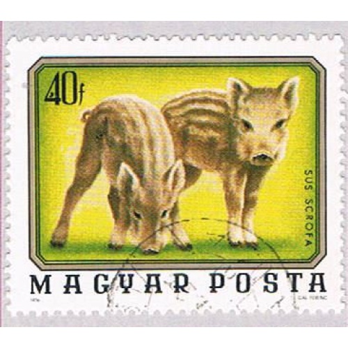 Hungary Piglets 40 (AP112009)