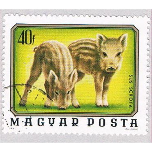 Hungary Pigs 40 (AP112210)