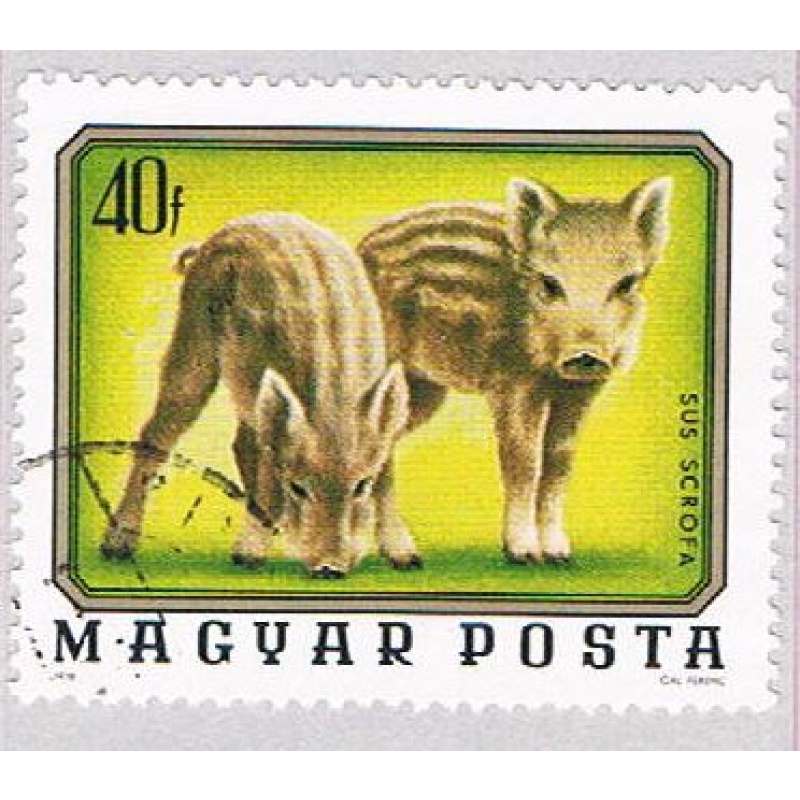 Hungary Pigs 40 (AP112210)