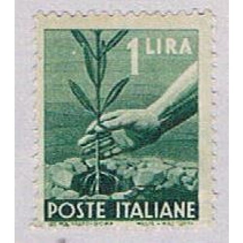 Italy Plant 1L 2 (AP120433)
