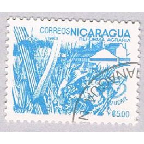 Nicaragua Cane 5 (AP104907)