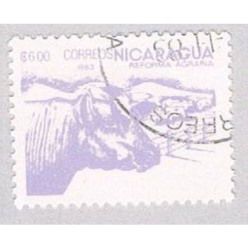 Nicaragua Cattle 600 (AP107433)