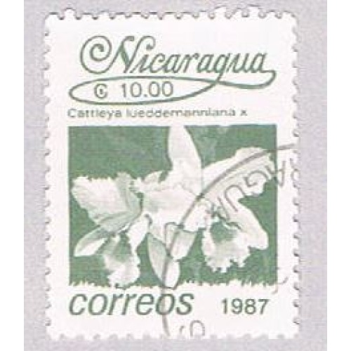 Nicaragua Hibiscus 10 (AP107923)