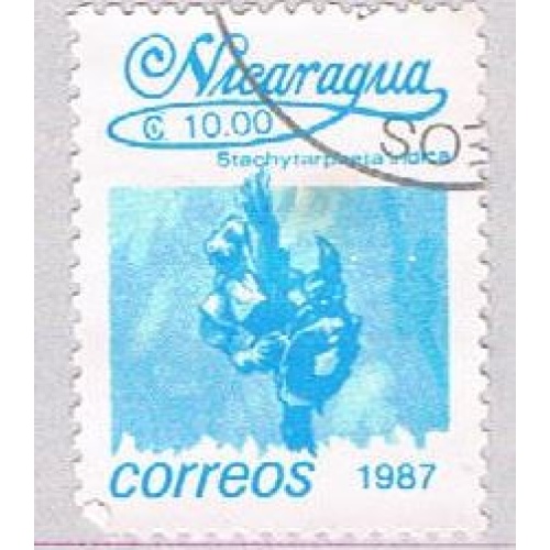 Nicaragua Flower 10 (AP112802)