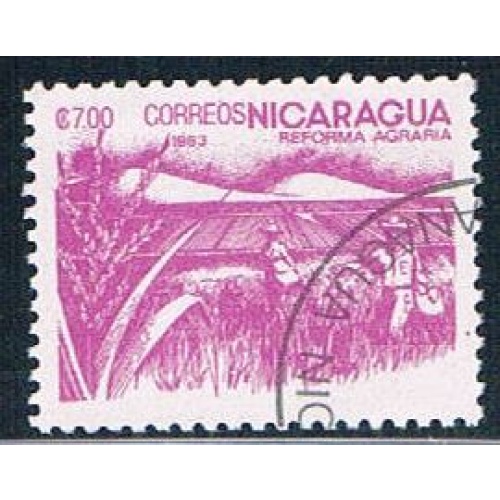 Nicaragua Rice 7 (NP7R305)