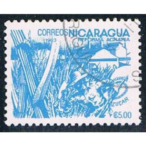 Nicaragua Sugar cane 5 (NP7R501)